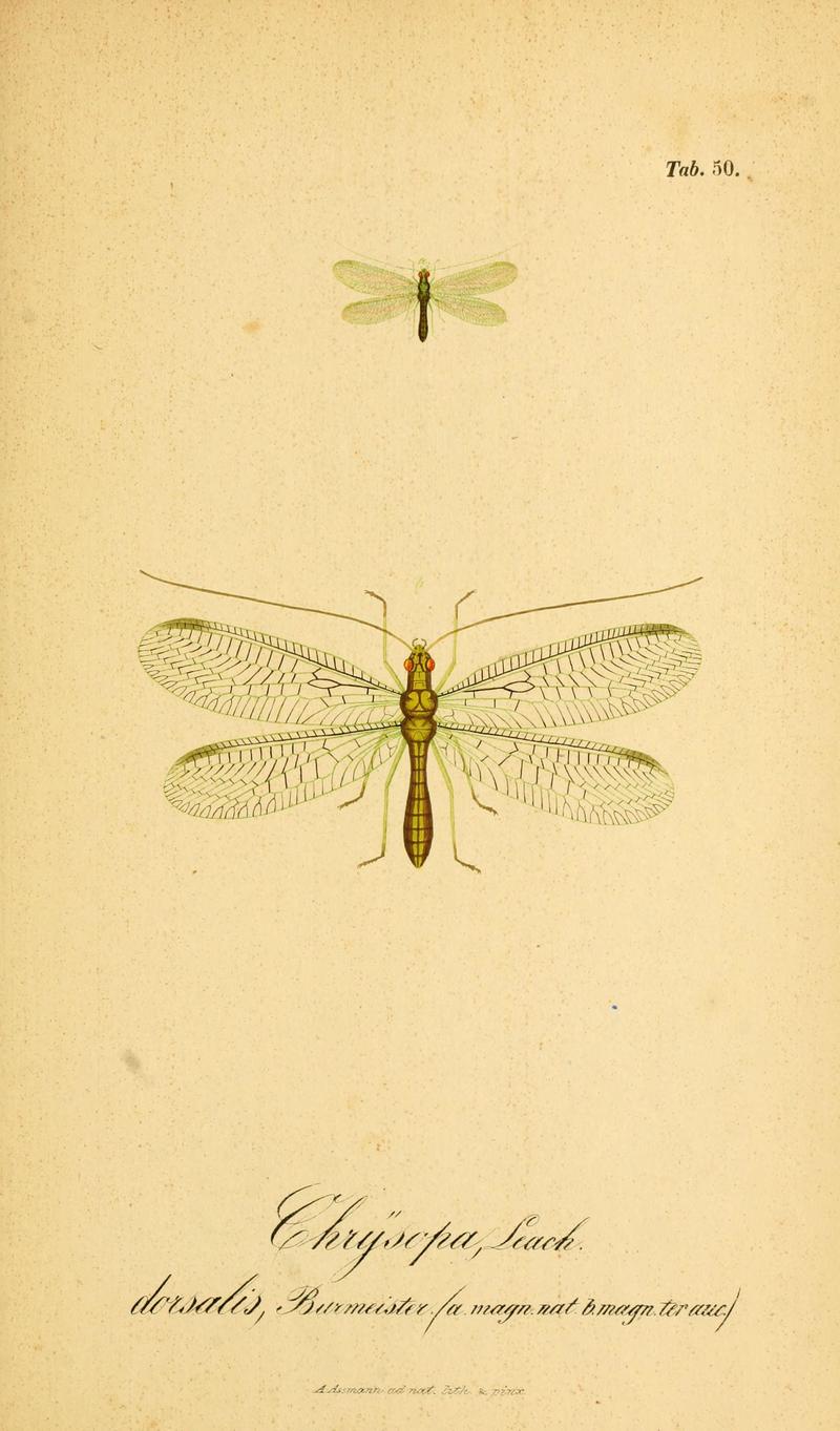 Symbolae ad monographiam generis chrysopae, Leach (6289452608)