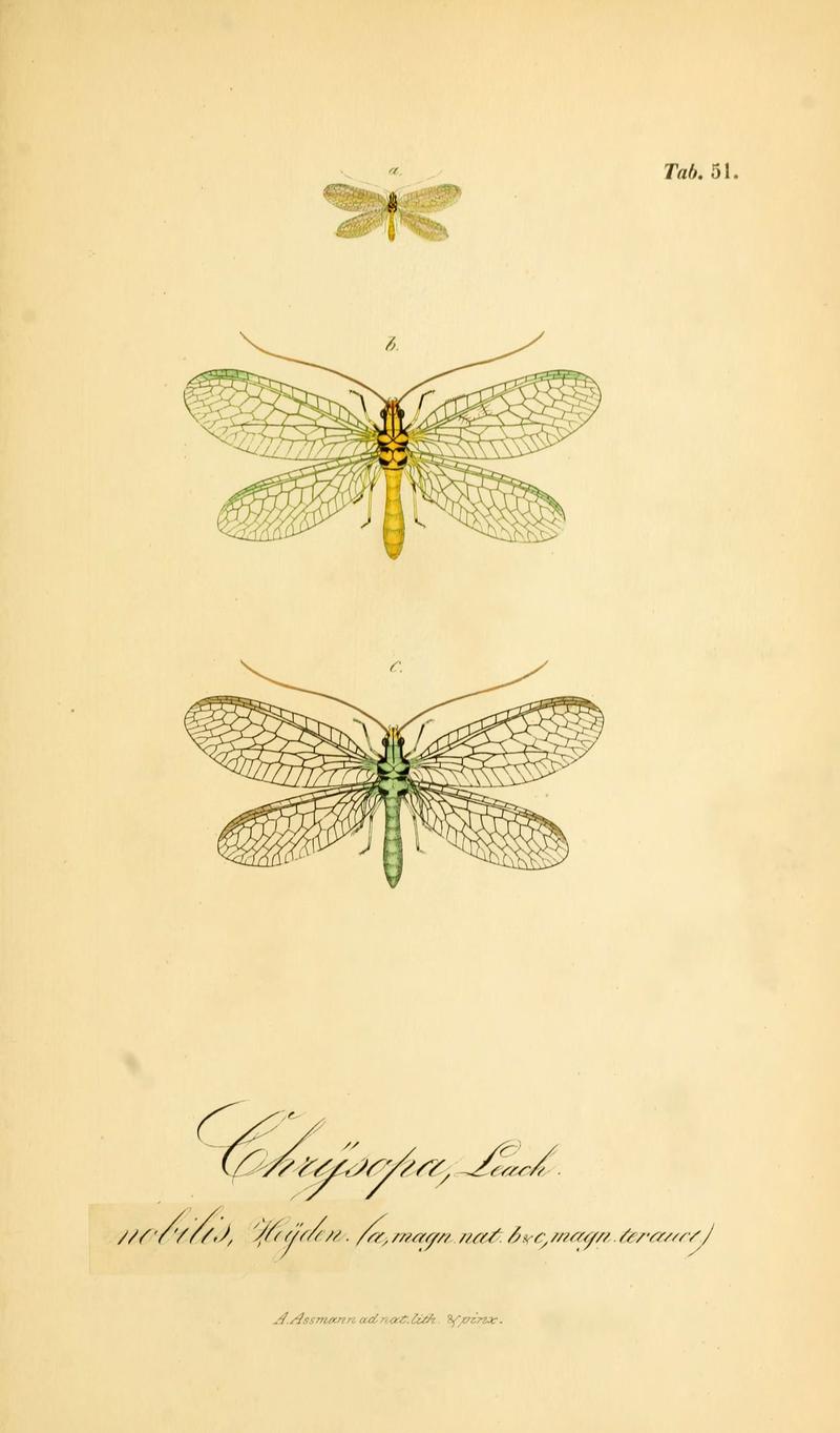 Symbolae ad monographiam generis chrysopae, Leach (6289453106)