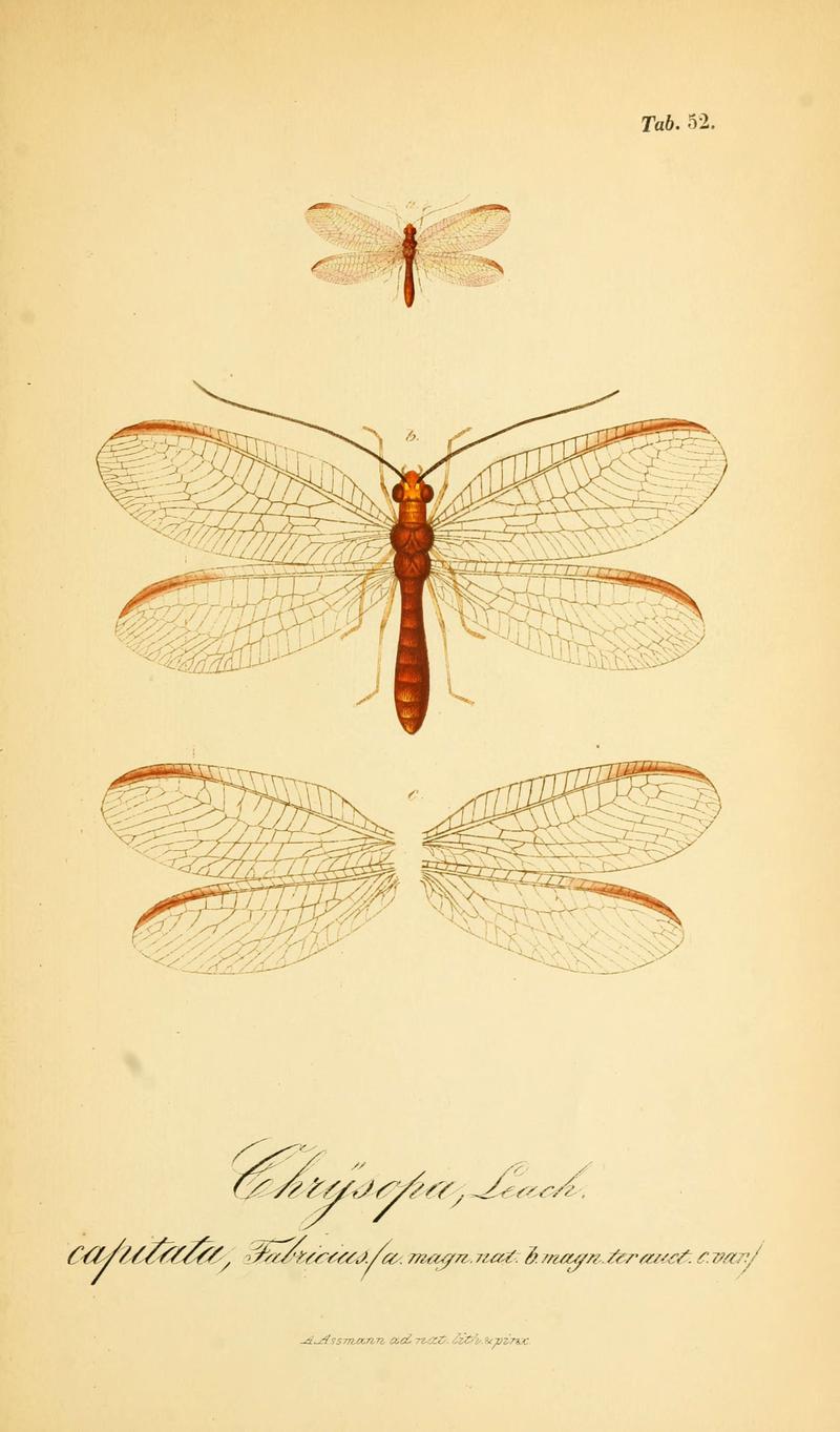 Symbolae ad monographiam generis chrysopae, Leach (6289453322)