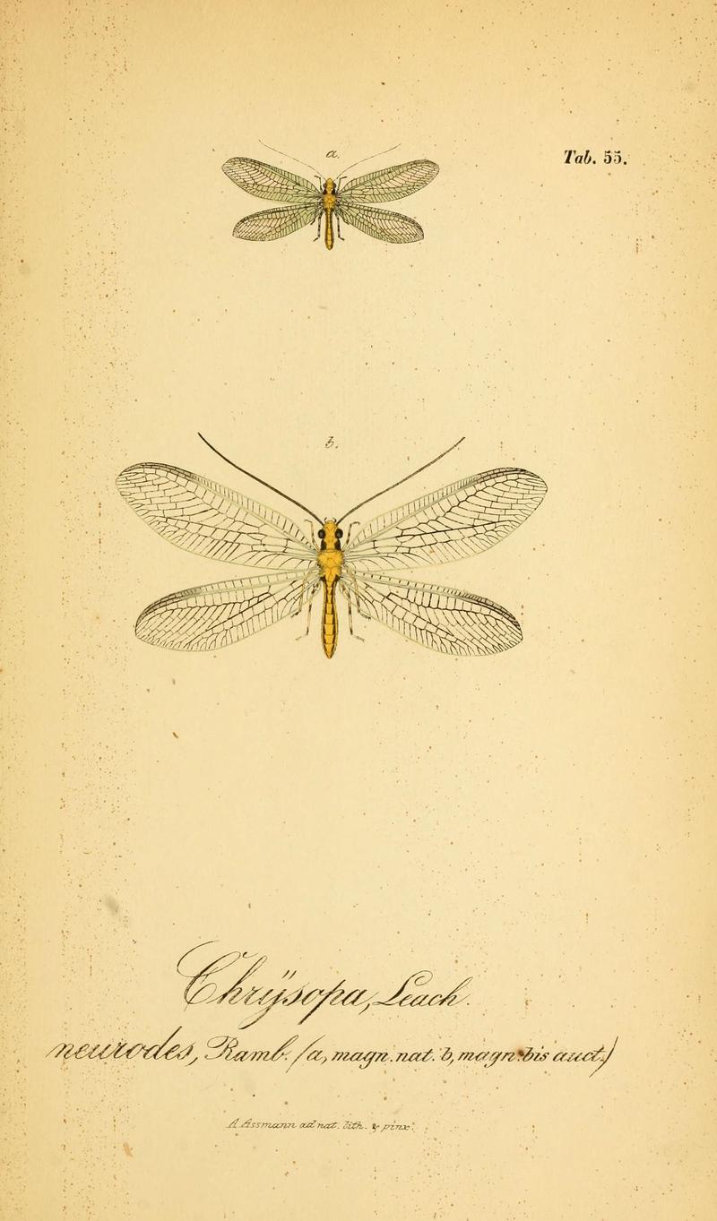 Symbolae ad monographiam generis chrysopae, Leach (6289454000)