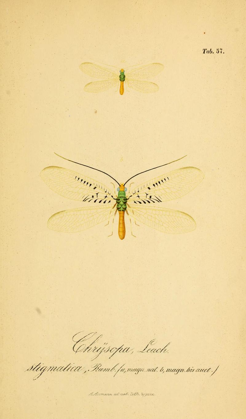 Symbolae ad monographiam generis chrysopae, Leach (6289454526)