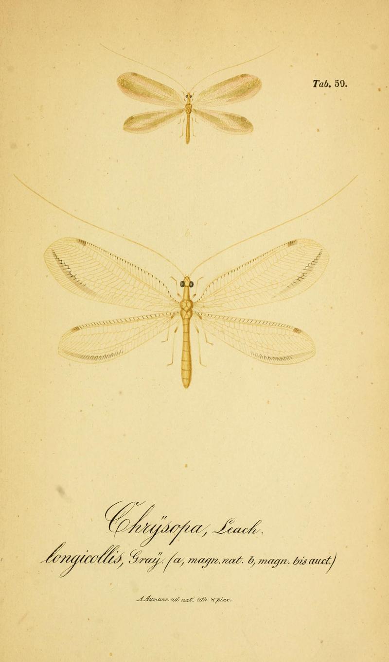 Symbolae ad monographiam generis chrysopae, Leach (6289455138)