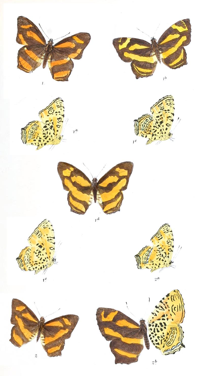 SymbrenthiaBrabira 323