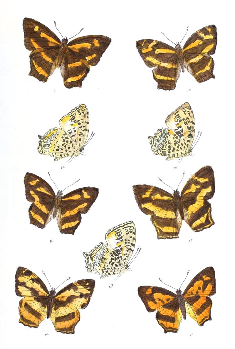 SymbrenthiaCotanda 322