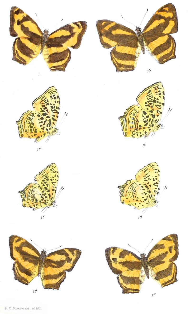 SymbrenthiaHysudra 324