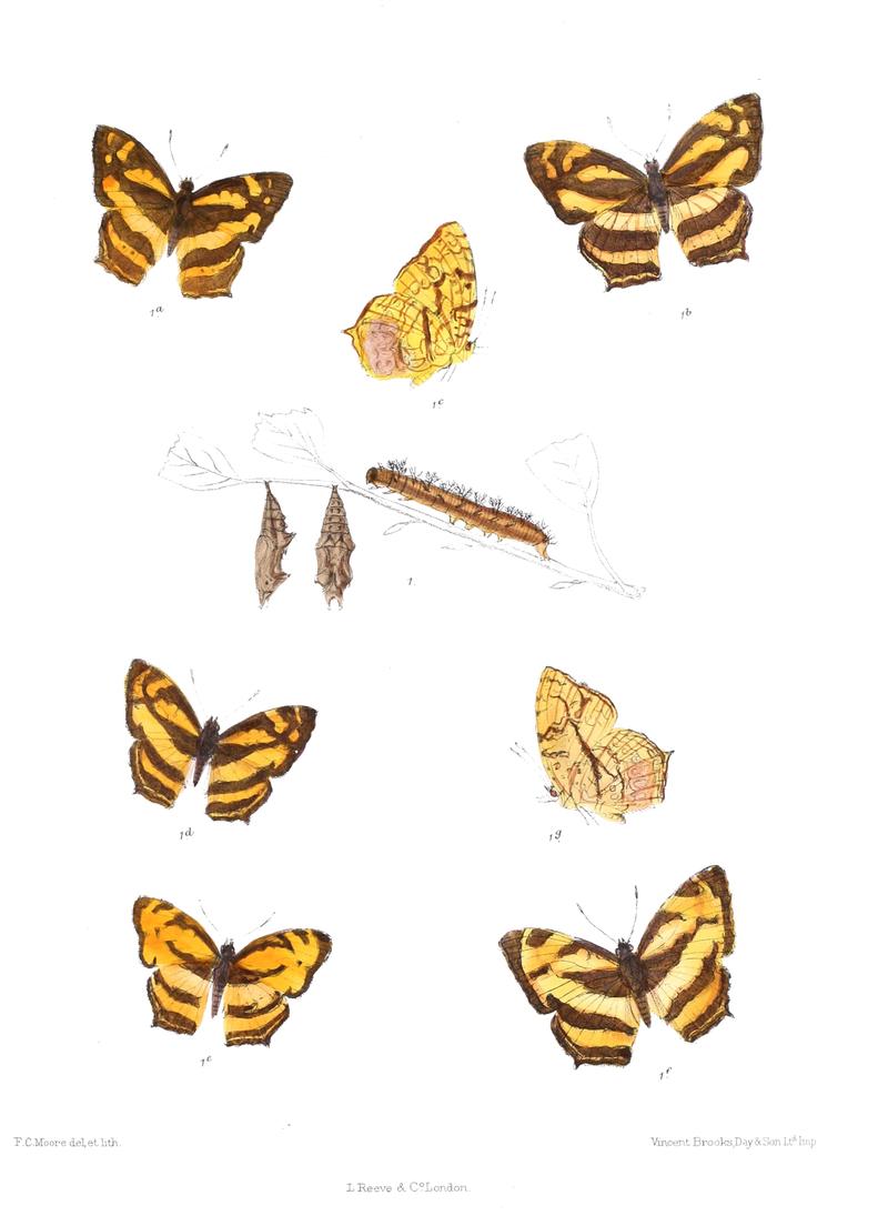 SymbrenthiaLucina 321 1