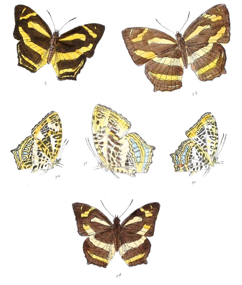 SymbrenthiaNiphanda 325