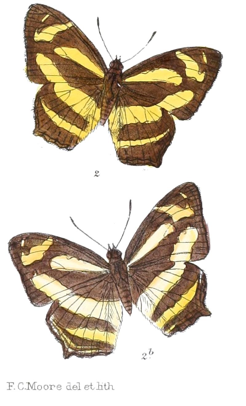 SymbrenthiaSilanaM 325