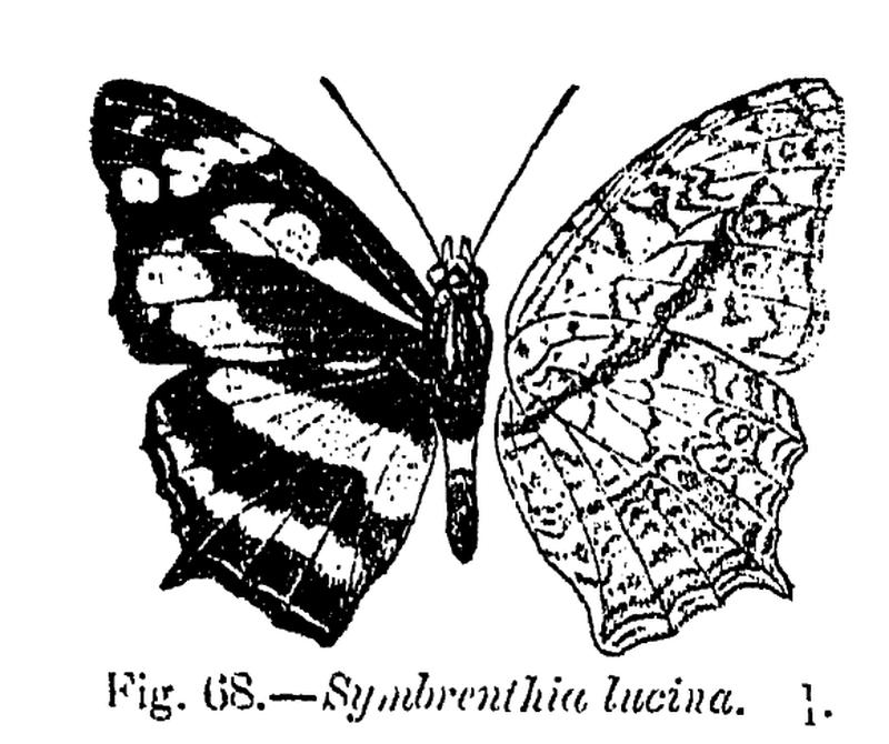 Symbrenthia lucina ctb