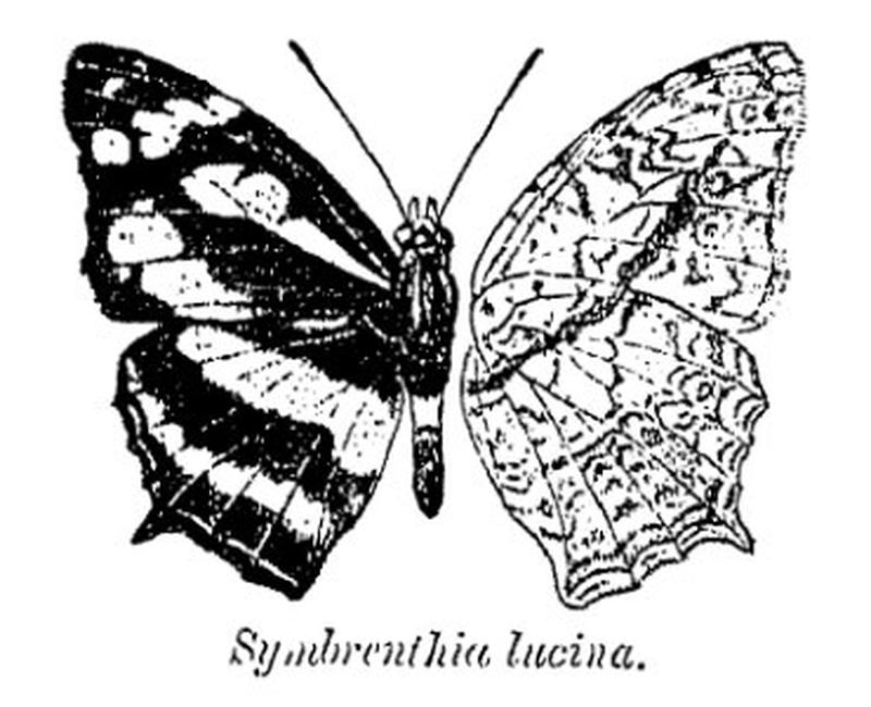 Symbrenthia lucina ctb2