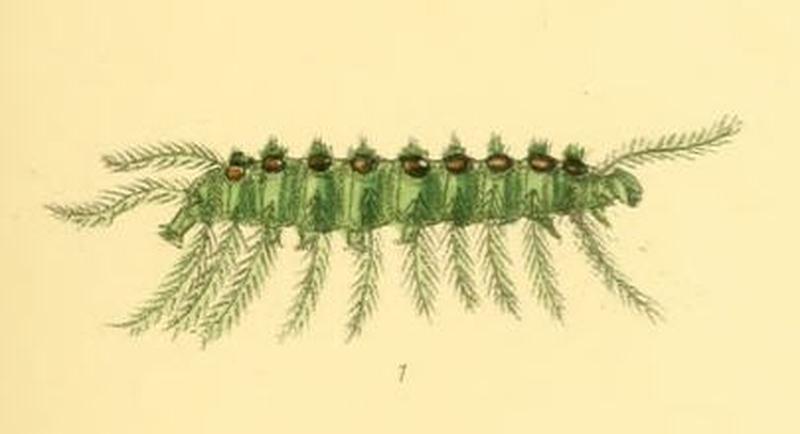 SymphaedraNais209 1