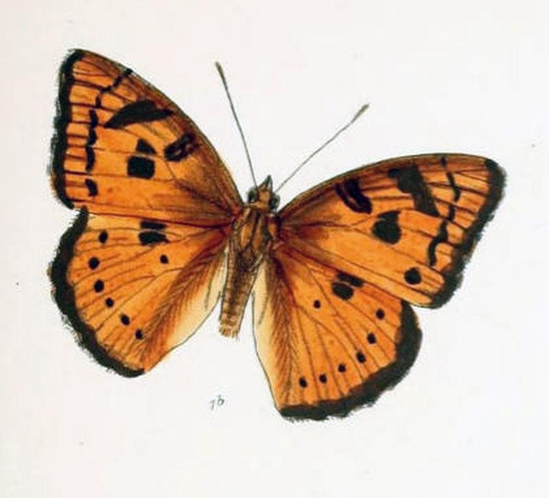 SymphaedraNais209 1b