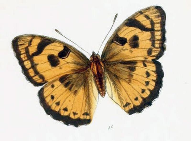SymphaedraNais209 1c