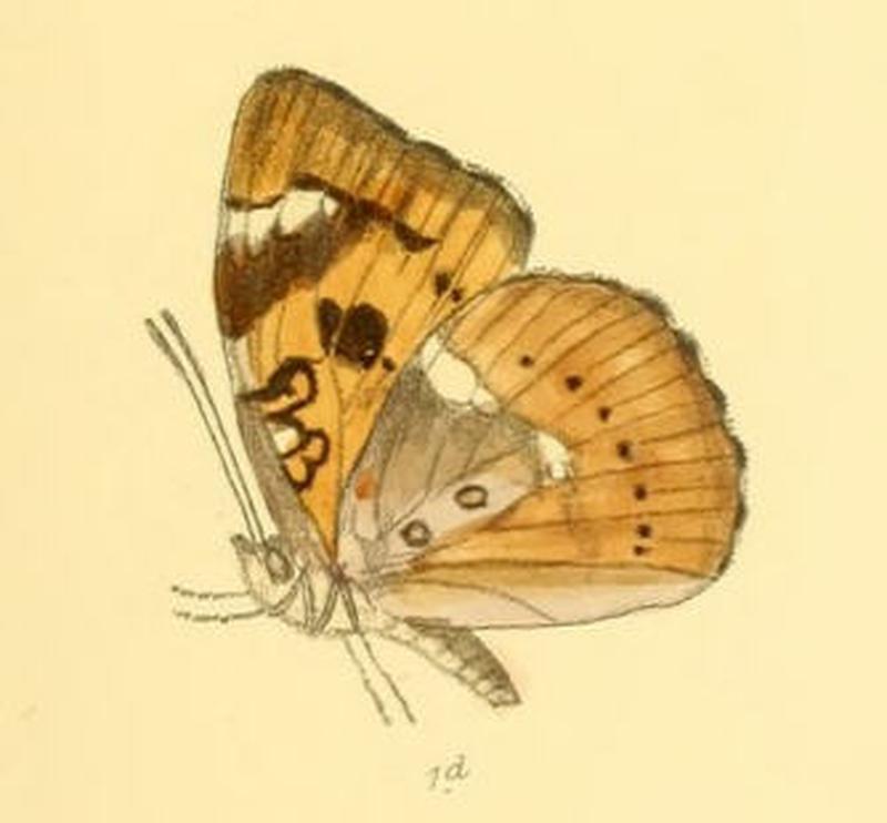SymphaedraNais209 1d