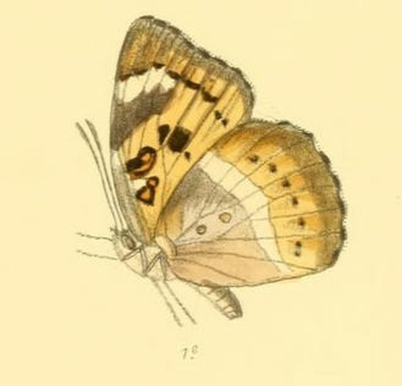 SymphaedraNais209 1e