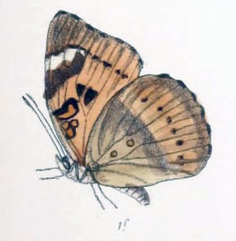 SymphaedraNais209 1f