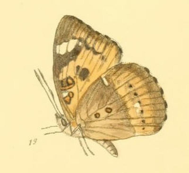 SymphaedraNais209 1g