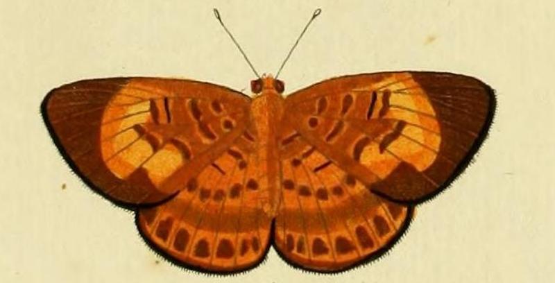 Synargis orestessa