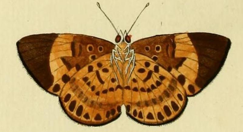 Synargis orestessa1