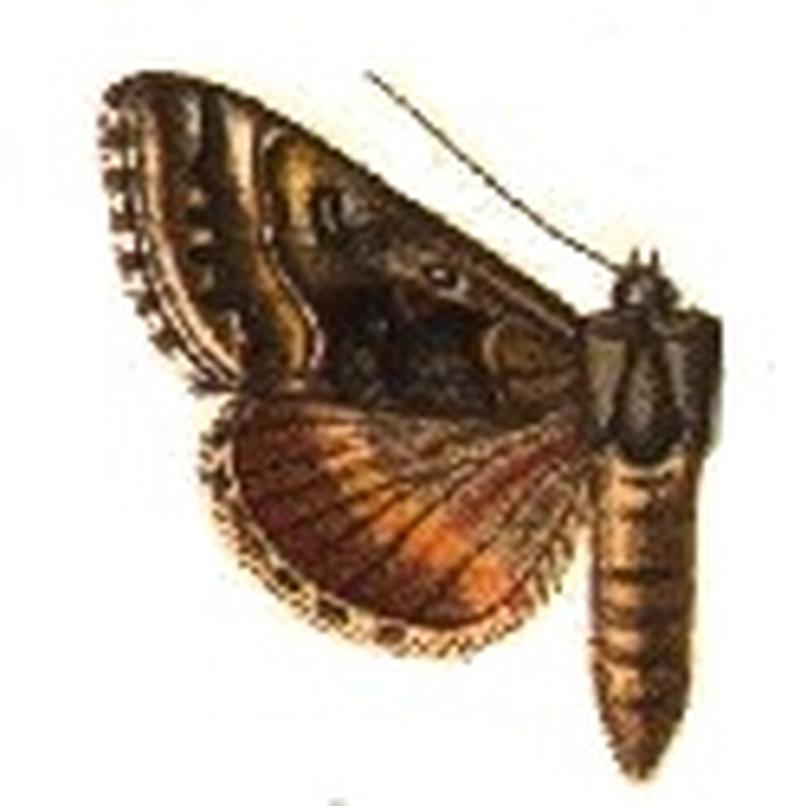 Syngrapha arctica