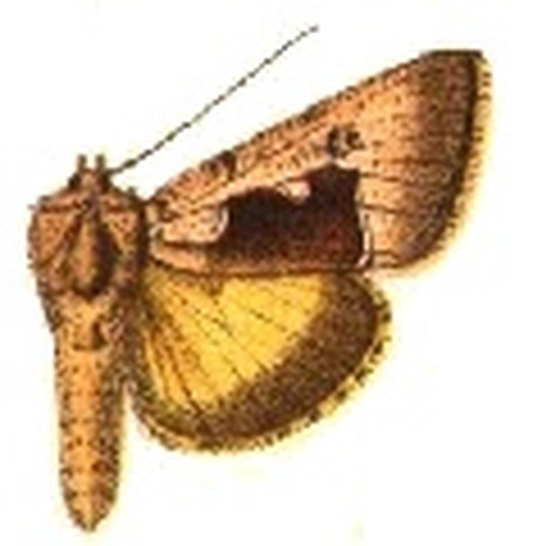 Syngrapha diasema