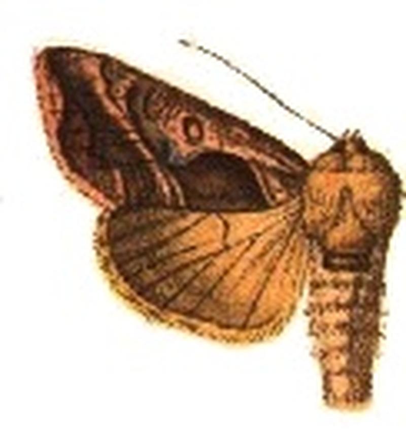 Syngrapha egena