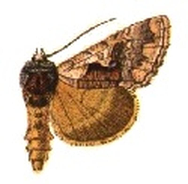 Syngrapha epigaea