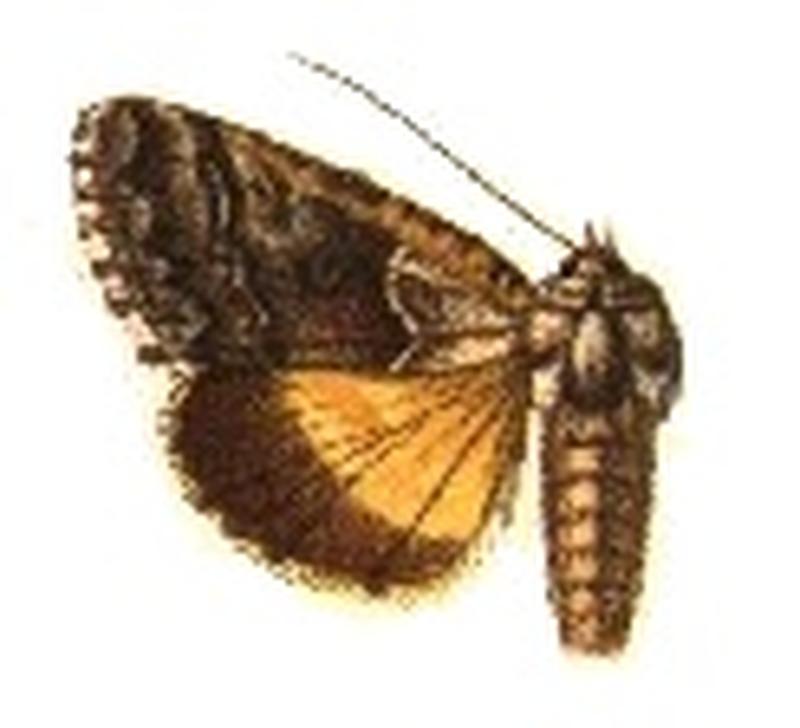 Syngrapha excelsa