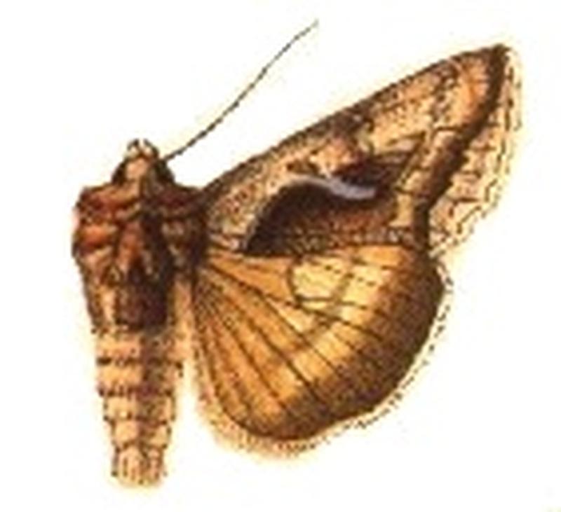 Syngrapha falcifera