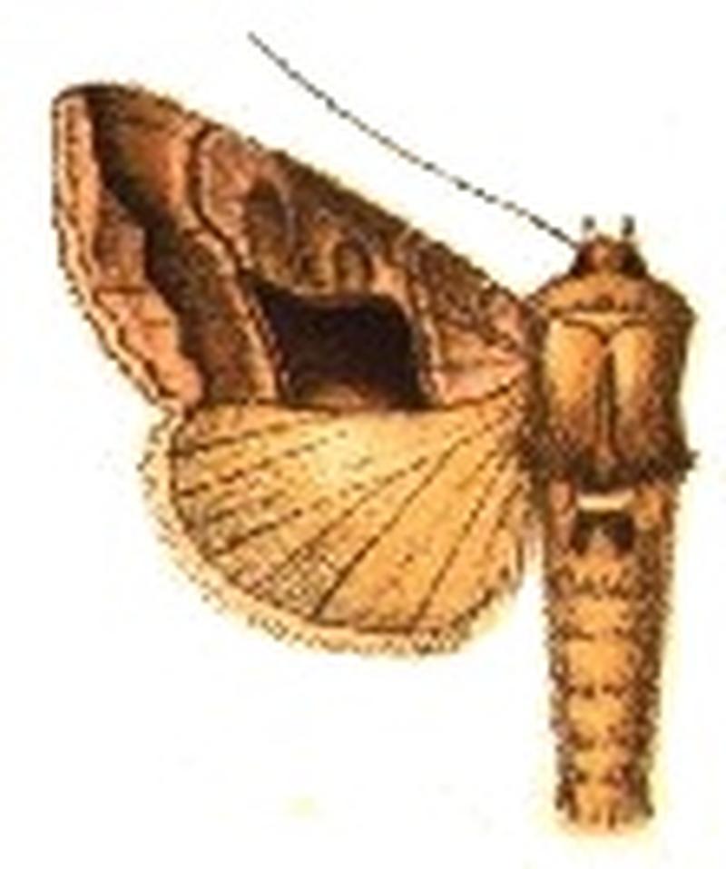 Syngrapha feisthameli
