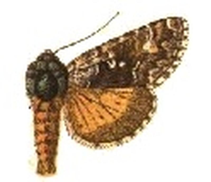Syngrapha rectangula (1)