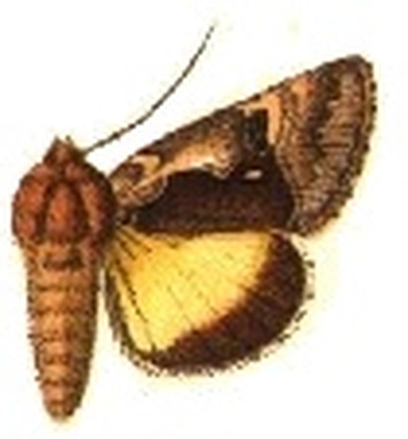 Syngrapha sacceni