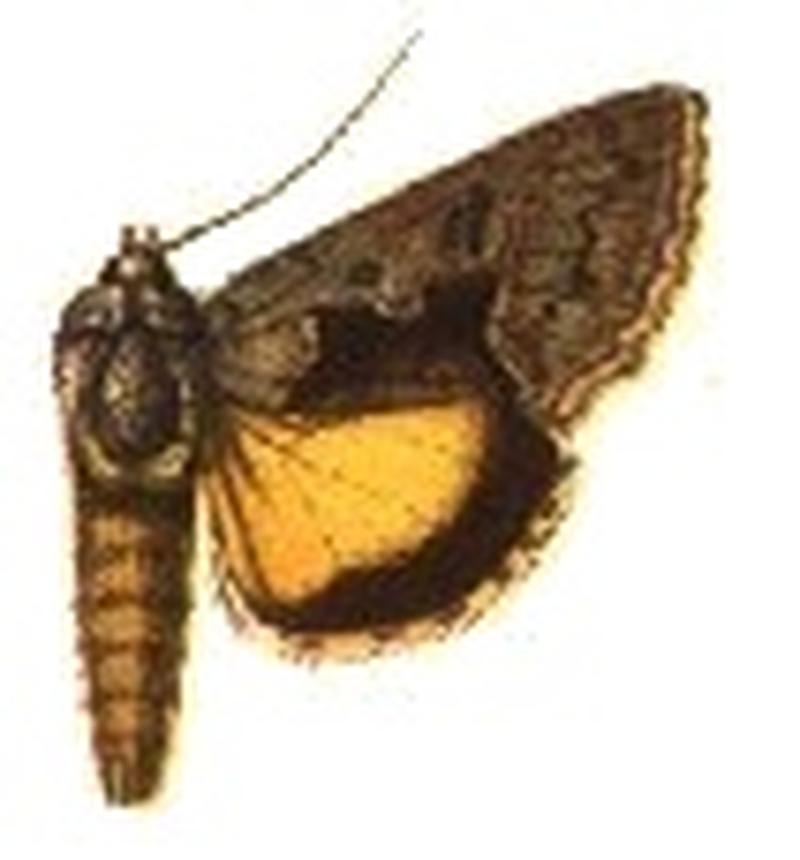 Syngrapha snovi