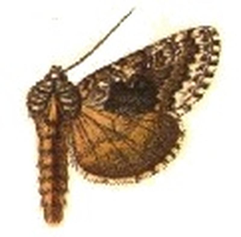 Syngrapha u-aureum
