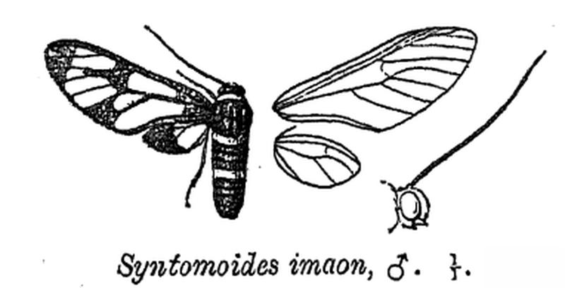 SyntomoidesImaon