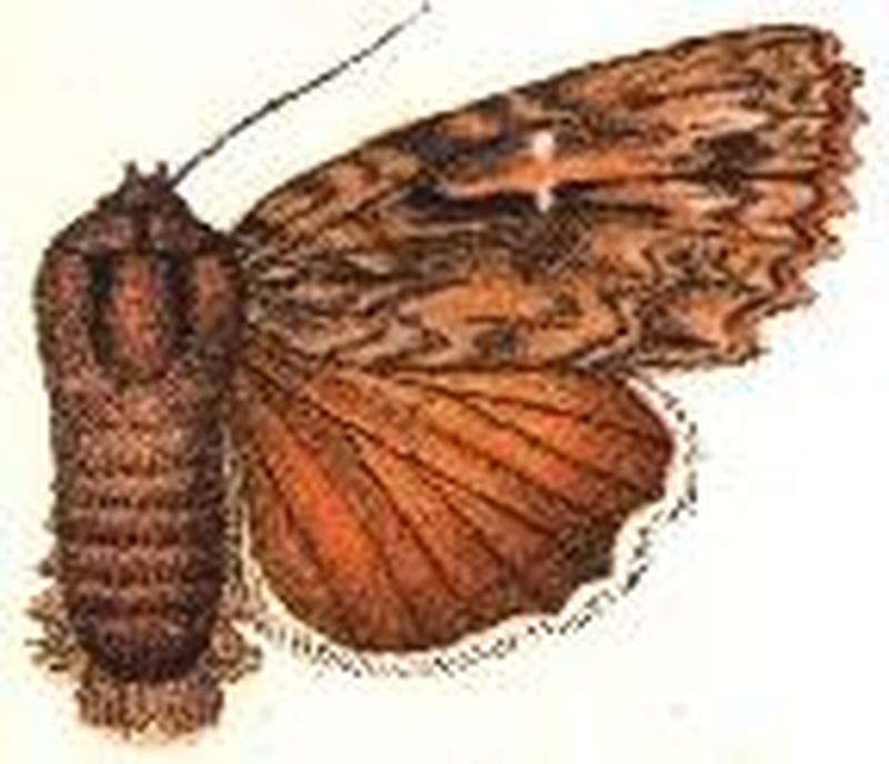 Syntomopus albicilia