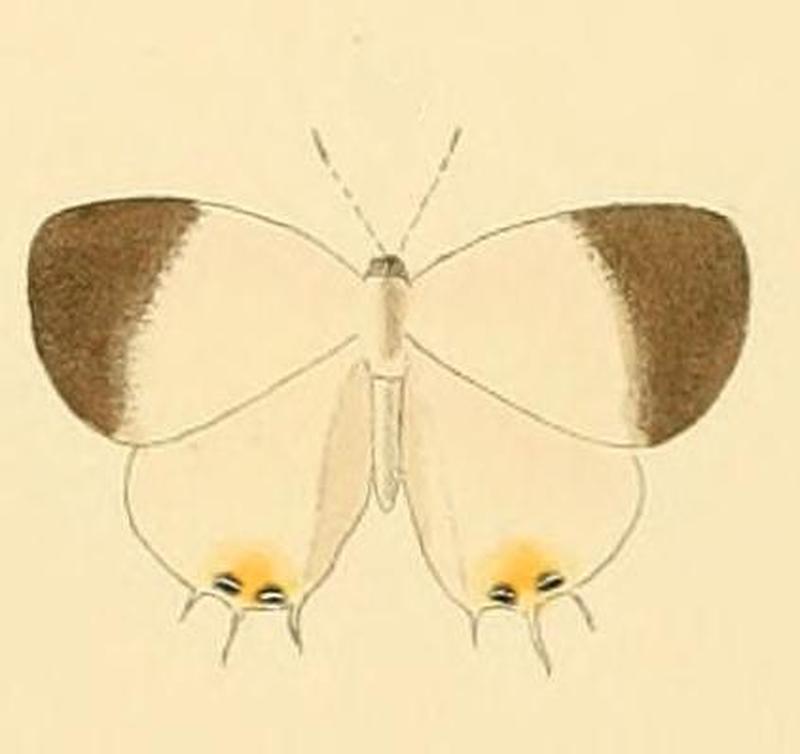 Syrmoptera amasa1