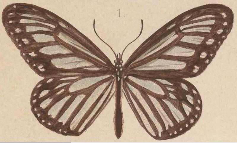 T6-01-Ideopsis hewitsonii Kirsch, 1877