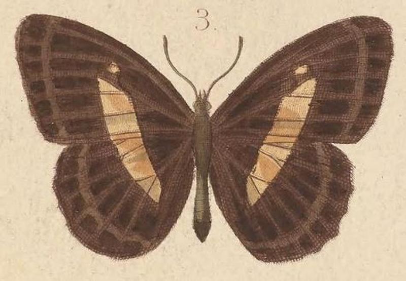 T6-03-Algia felderi (Kirsch, 1877)