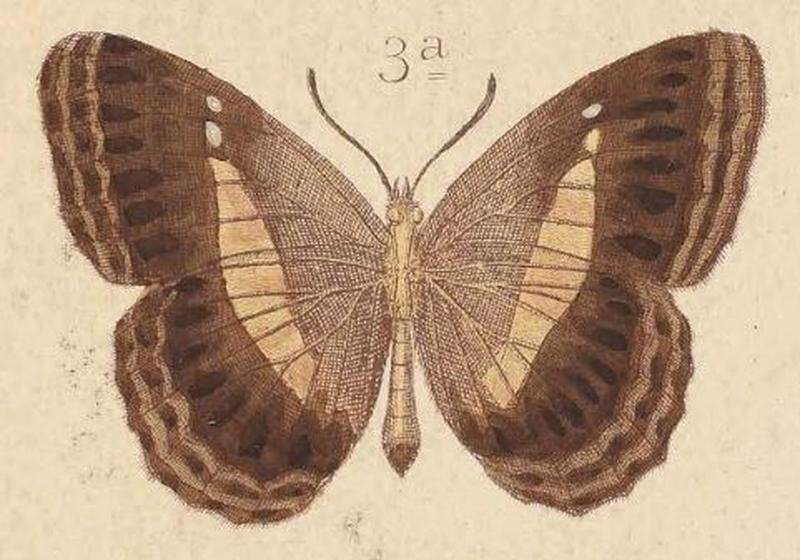 T6-03a-Algia felderi (Kirsch, 1877)-underside