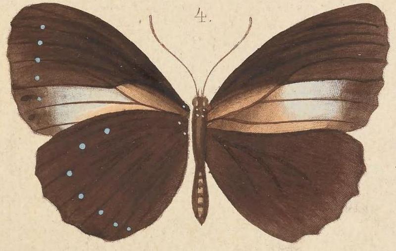 T6-04-Elymnias cybele thryallis Kirsch, 1877