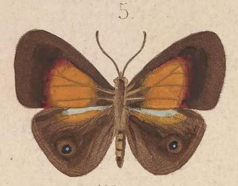 T6-05-Mycalesis cacodaemon Kirsch, 1877
