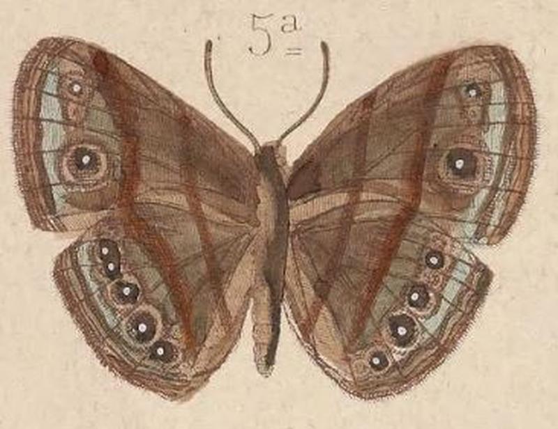 T6-05a-Mycalesis cacodaemon, underside