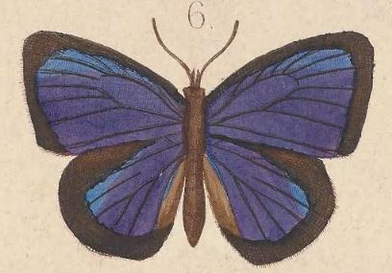 T6-06-Arhopala admete eucolpis (Kirsch, 1877)