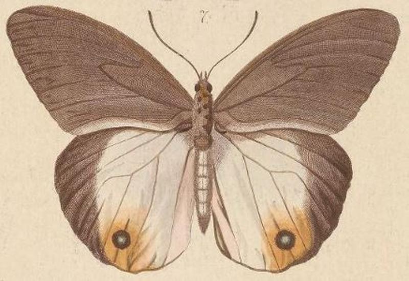 T6-07-Taenaris onolaus (Kirsch, 1877)