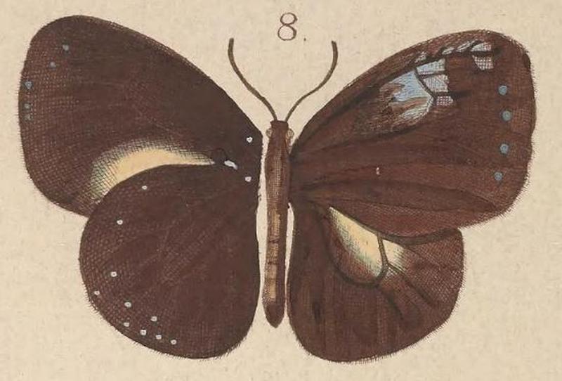 T6-08-Euploea stephensii sisamis Kirsch, 1877