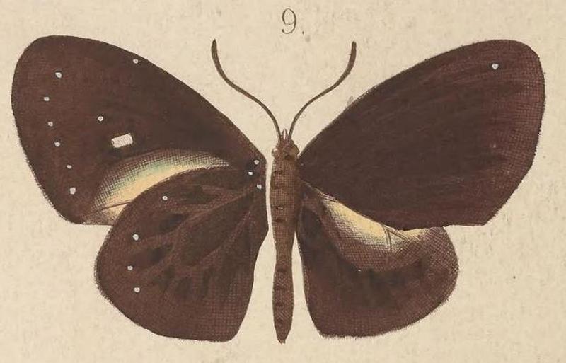 T6-09-Euploea stephensii salabanda Kirsch, 1877