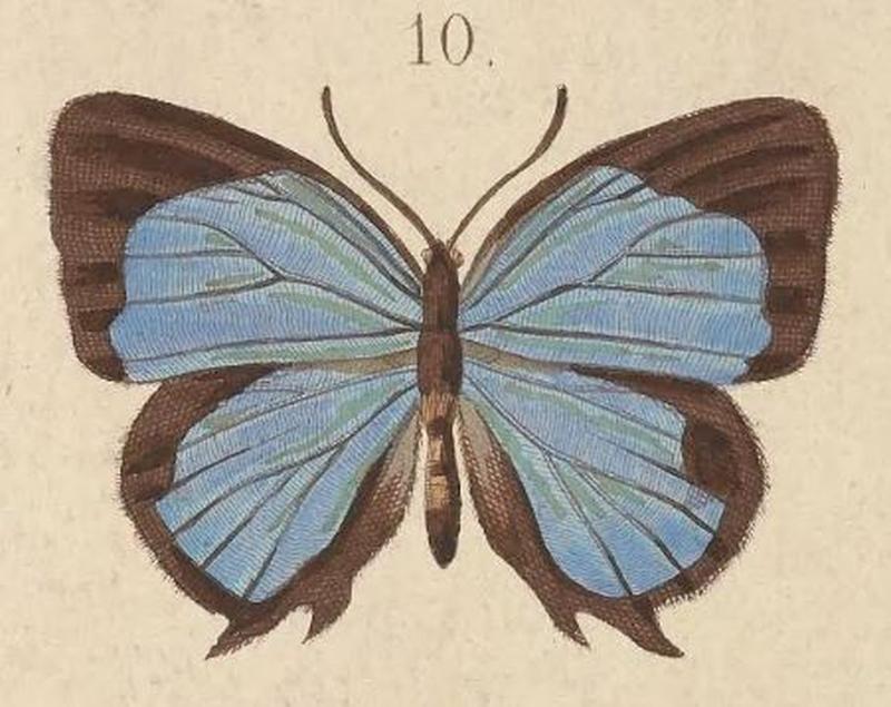 T6-10-Arhopala axiothea (Hewitson, 1863)