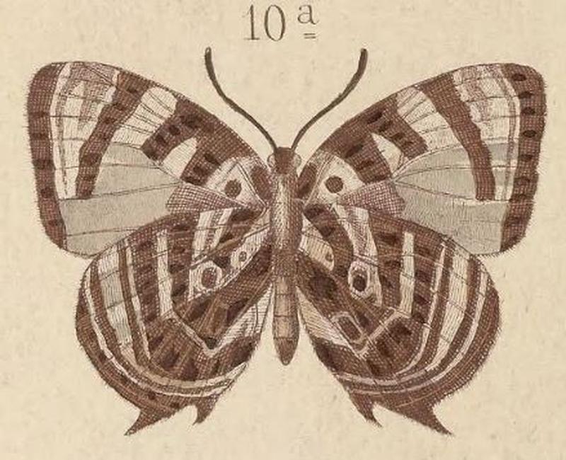 T6-10a-Arhopala axiothea (Hewitson, 1863)-underside