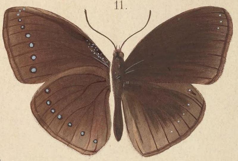 T6-11-Hypolimnas pithoeca Kirsch, 1877